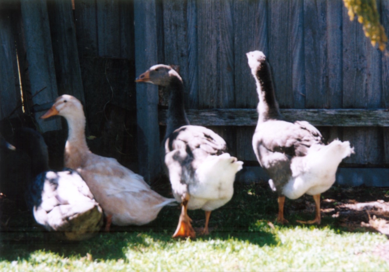 duck+geese:2002