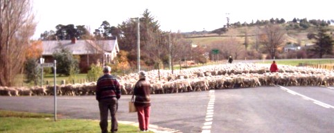 Sheep Gossage's Corner