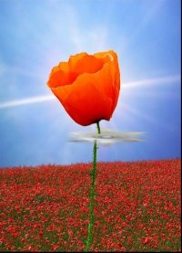 Click to join Tall Poppy Syndrome