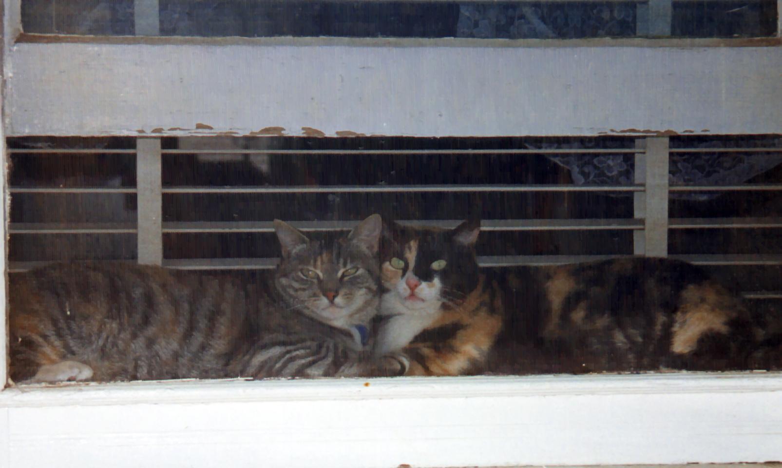 girls in window